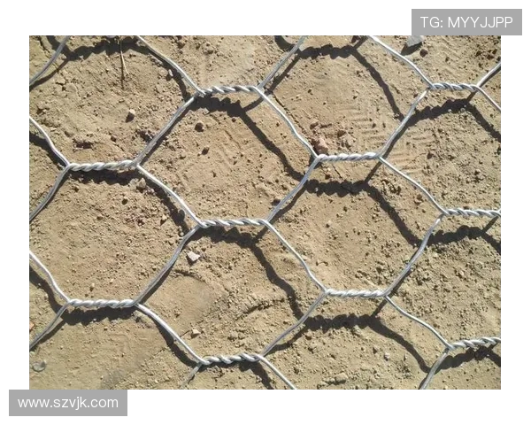 深圳极限运动队的区域防守策略揭秘与深度分析